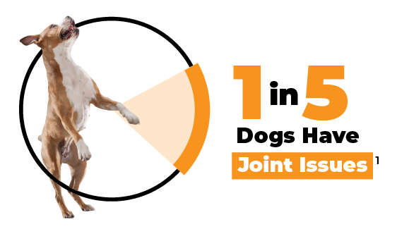 1 in 5 dogs have joint issues