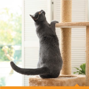 A cat at the base of a cat climbing tree looking up.