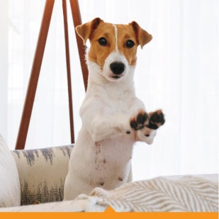 Dog sitting up reaching out with paws outstreched.