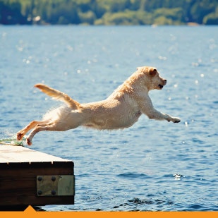 Dog jumping off of a dock into the water.