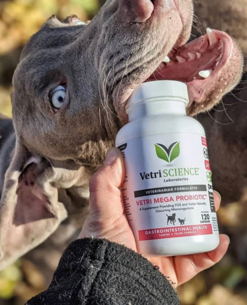 holding vetri mega probiotic in dogs mouth