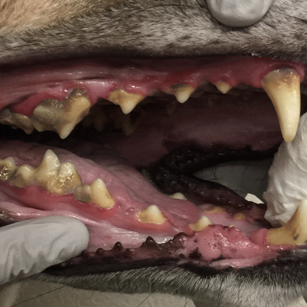Dog teeth and gums