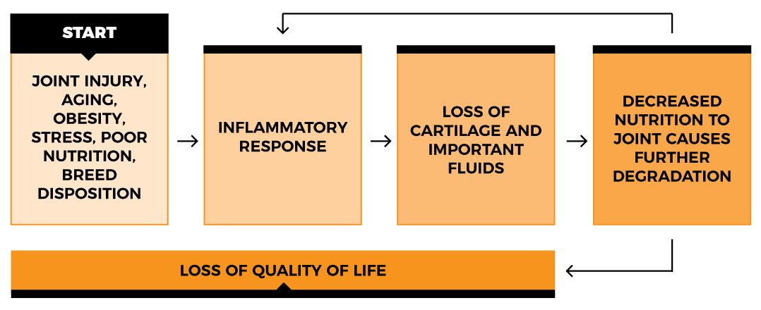 joint injury inflammation diagram